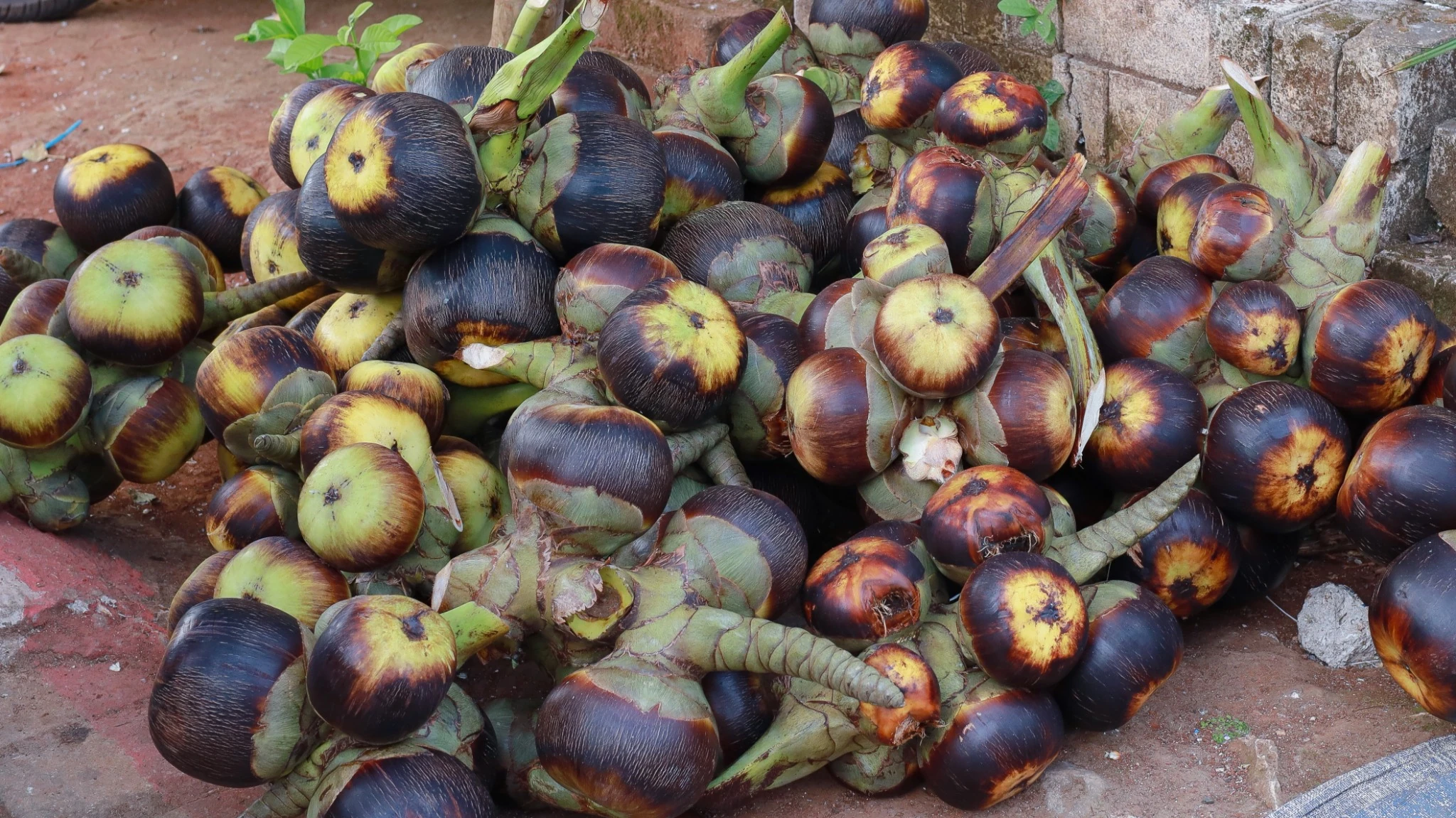 Palmyra fruit harvest background